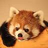 redpandaxd