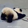 panda_l